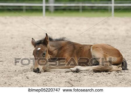Stock Photo - Anglo-Arab, tired foal rests in the sand. Fotosearch