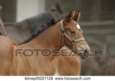 Anglo-Arabian, bay foal View Large Photo Image Stock Photo - Anglo-Arabian, bay foal. Fotosearch