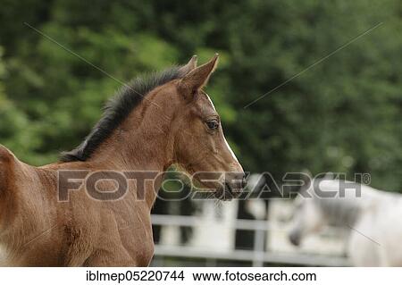 Picture - Anglo-Arabian, Foal. Fotosearch