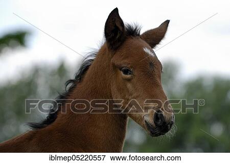 Anglo-Arabian, Foal View Large Photo Image Stock Photo - Anglo-Arabian, Foal. Fotosearch