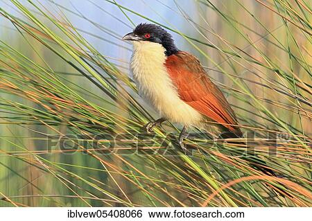 Angola Monk Cuckoo (Centropus cupreicaudus) Okavango Delta, Botswana, Africa View Large Photo Image Stock Photograph - Angola Monk Cuckoo (Centropus cupreicaudus) Okavango Delta, Botswana, Africa. Fotosearch