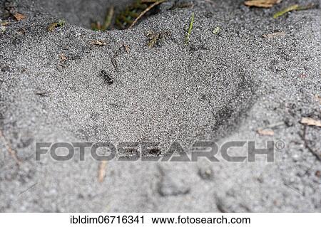 Ant lion (Myrmeleon formicarius) Catch funnel, North Rhine-Westphalia, Germany, Europe View Large Photo Image Stock Image - Ant lion (Myrmeleon formicarius) Catch funnel, North Rhine-Westphalia, Germany, Europe. Fotosearch