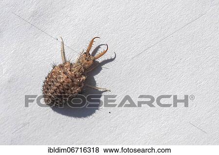 Ant lion (Myrmeleon formicarius), North Rhine-Westphalia, Germany, Europe View Large Photo Image Stock Photo - Ant lion (Myrmeleon formicarius), North Rhine-Westphalia, Germany, Europe. Fotosearch