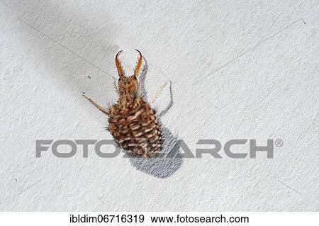 Stock Photo - Ant lion (Myrmeleon formicarius), North Rhine-Westphalia, Germany, Europe. Fotosearch