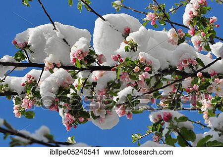 Stock Image - Apple tree, apple blossoms, fresh snow, frost. Fotosearch
