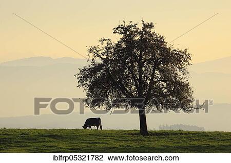 Apple tree, view from Hittnau, Zurich Oberland, Switzerland, Zurich Oberland, Europe View Large Photo Image Stock Image - Apple tree, view from Hittnau, Zurich Oberland, Switzerland, Zurich Oberland, Europe. Fotosearch