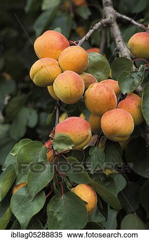 Apricot (prunus armeniaca), apricot View Large Photo Image Stock Photography - Apricot (prunus armeniaca), apricot. Fotosearch