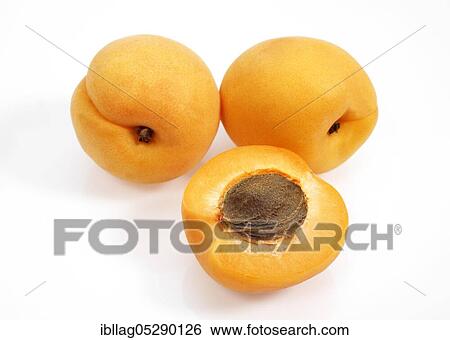 Apricot (Prunus armeniaca), fruit against white background View Large Photo Image Stock Photograph - Apricot (Prunus armeniaca), fruit against white background. Fotosearch