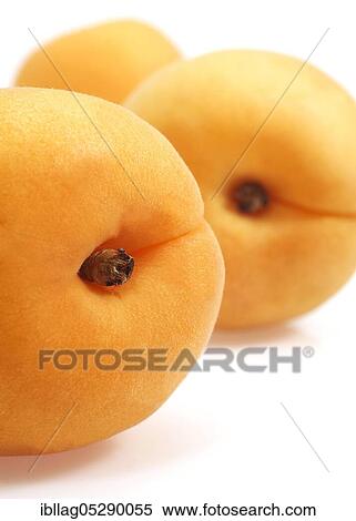 Apricot (Prunus armeniaca), fruit against white background View Large Photo Image Stock Photography - Apricot (Prunus armeniaca), fruit against white background. Fotosearch
