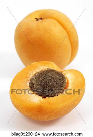 Apricots (Prunus armeniaca) against white background View Large Photo Image Picture - Apricots (Prunus armeniaca) against white background. Fotosearch