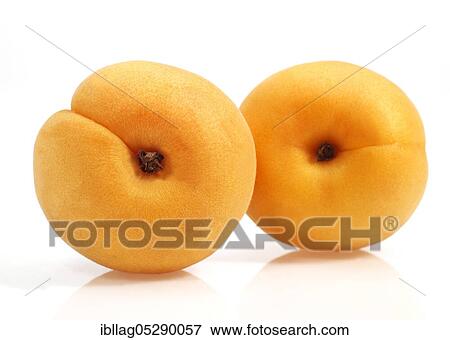 Apricots (Prunus armeniaca) against white background View Large Photo Image Stock Photo - Apricots (Prunus armeniaca) against white background. Fotosearch