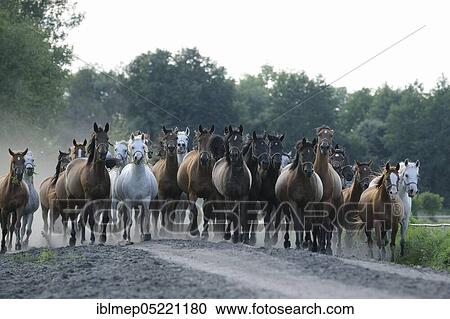 Arabian thoroughbred and Anglo-Arabian, herd of mares galloped View Large Photo Image Stock Image - Arabian thoroughbred and Anglo-Arabian, herd of mares galloped. Fotosearch