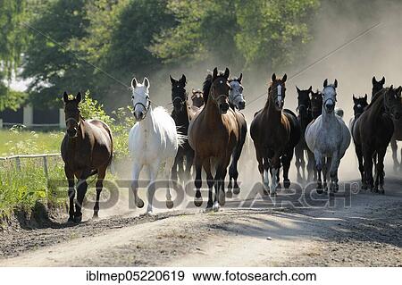 Arabian thoroughbred and Anglo-Arabian, herd of mares on the way to pasture View Large Photo Image Stock Photo - Arabian thoroughbred and Anglo-Arabian, herd of mares on the way to pasture. Fotosearch