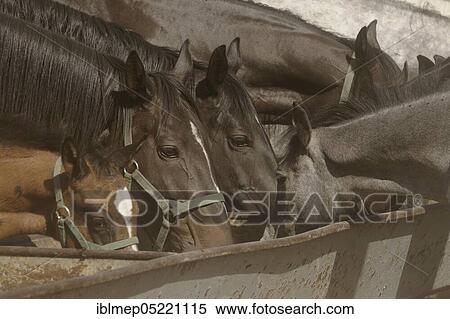 Arabian thoroughbred and Anglo-Arabian, mares with foals at the drinking trough View Large Photo Image Stock Photography - Arabian thoroughbred and Anglo-Arabian, mares with foals at the drinking trough. Fotosearch