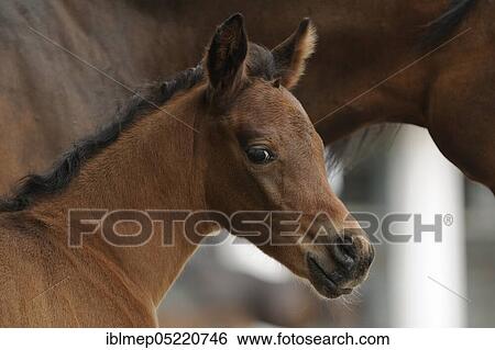 Arabian thoroughbred, bay colt View Large Photo Image Stock Photograph - Arabian thoroughbred, bay colt. Fotosearch