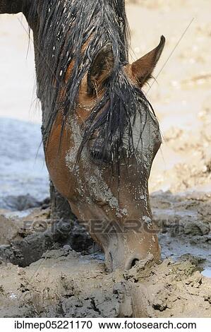 Arabian thoroughbred, bay mare after Schlammbad View Large Photo Image Stock Image - Arabian thoroughbred, bay mare after Schlammbad. Fotosearch