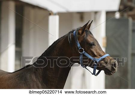 Arabian thoroughbred, bay mare View Large Photo Image Picture - Arabian thoroughbred, bay mare. Fotosearch