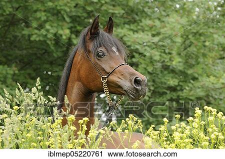 Arabian thoroughbred, bay mare View Large Photo Image Stock Image - Arabian thoroughbred, bay mare. Fotosearch