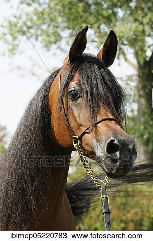 Arabian thoroughbred, bay mare View Large Photo Image Stock Image - Arabian thoroughbred, bay mare. Fotosearch