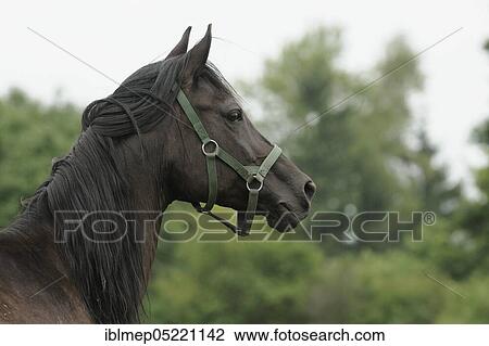 Arabian thoroughbred, bay mare View Large Photo Image Stock Image - Arabian thoroughbred, bay mare. Fotosearch