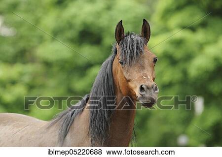 Arabian thoroughbred, bay mare View Large Photo Image Stock Photo - Arabian thoroughbred, bay mare. Fotosearch