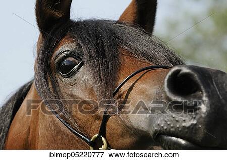 Arabian thoroughbred, bay mare View Large Photo Image Stock Photo - Arabian thoroughbred, bay mare. Fotosearch