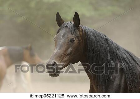 Arabian thoroughbred, bay mare View Large Photo Image Stock Photography - Arabian thoroughbred, bay mare. Fotosearch