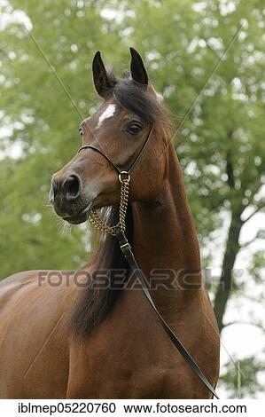 Arabian thoroughbred, bay mare with show halter View Large Photo Image Stock Image - Arabian thoroughbred, bay mare with show halter. Fotosearch