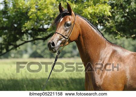 Arabian thoroughbred, bay mare with show halter View Large Photo Image Stock Photo - Arabian thoroughbred, bay mare with show halter. Fotosearch