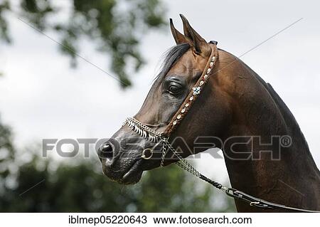 Arabian thoroughbred, bay stallion with show halter View Large Photo Image Stock Image - Arabian thoroughbred, bay stallion with show halter. Fotosearch