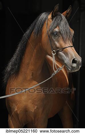 Arabian thoroughbred, bay stallion with show halter View Large Photo Image Stock Image - Arabian thoroughbred, bay stallion with show halter. Fotosearch