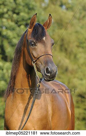 Arabian thoroughbred, bay young mare with show halter View Large Photo Image Stock Image - Arabian thoroughbred, bay young mare with show halter. Fotosearch