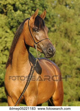 Stock Image - Arabian thoroughbred, bay young mare with show halter. Fotosearch