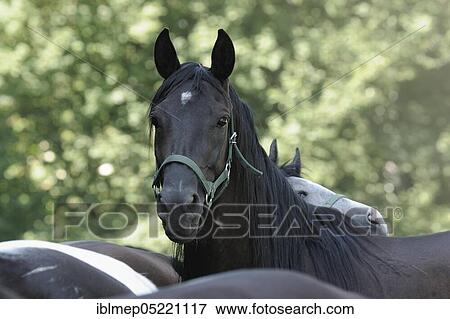 Arabian thoroughbred, black mare, black mare View Large Photo Image Stock Photo - Arabian thoroughbred, black mare, black mare. Fotosearch