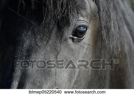 Arabian thoroughbred, black mare View Large Photo Image Stock Image - Arabian thoroughbred, black mare. Fotosearch