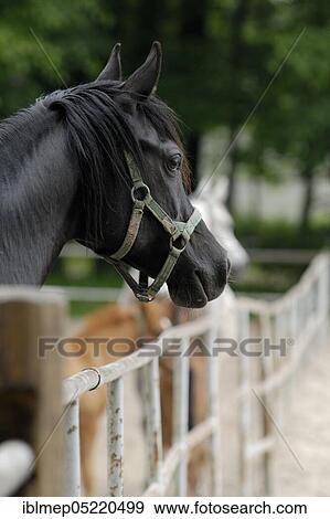 Arabian thoroughbred, black mare View Large Photo Image Stock Photo - Arabian thoroughbred, black mare. Fotosearch