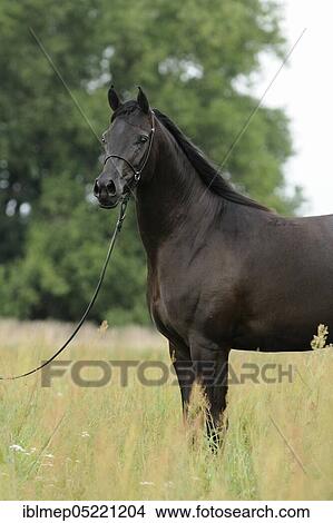 Arabian thoroughbred, black mare with show halter View Large Photo Image Picture - Arabian thoroughbred, black mare with show halter. Fotosearch