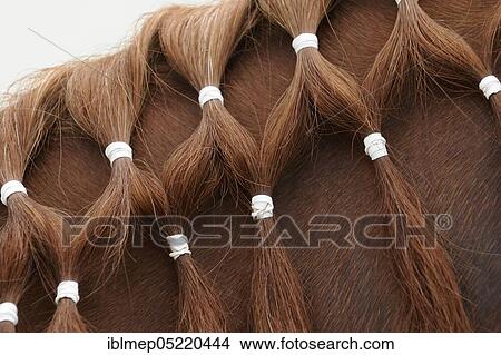 Arabian thoroughbred, braided mane, chestnut View Large Photo Image Picture - Arabian thoroughbred, braided mane, chestnut. Fotosearch