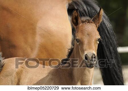 Arabian thoroughbred, brown colt View Large Photo Image Stock Photo - Arabian thoroughbred, brown colt. Fotosearch