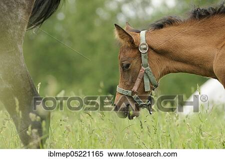 Arabian thoroughbred, brown foal nibbles on the grass View Large Photo Image Stock Photography - Arabian thoroughbred, brown foal nibbles on the grass. Fotosearch