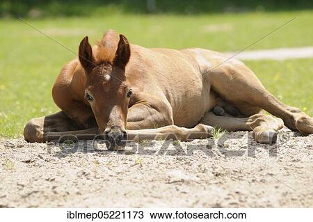 Arabian thoroughbred, chestnut colt in the sand View Large Photo Image Stock Image - Arabian thoroughbred, chestnut colt in the sand. Fotosearch
