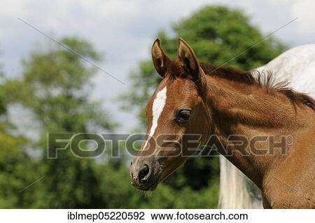 Arabian thoroughbred, chestnut foal View Large Photo Image Stock Image - Arabian thoroughbred, chestnut foal. Fotosearch