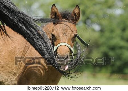 Stock Image - Arabian thoroughbred, chestnut foal, seeks protection from flies on the tail of his mother. Fotosearch