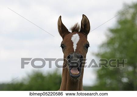 Arabian thoroughbred, chestnut foal neighing View Large Photo Image Stock Photograph - Arabian thoroughbred, chestnut foal neighing. Fotosearch