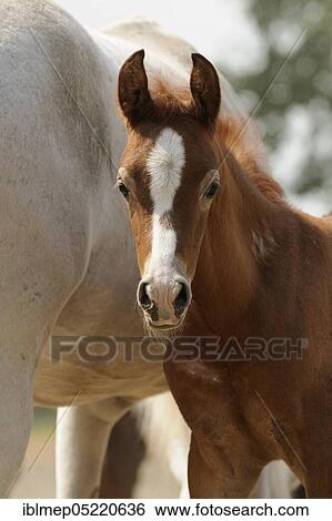 Arabian thoroughbred, chestnut foal next to his mother in the pasture View Large Photo Image Stock Photograph - Arabian thoroughbred, chestnut foal next to his mother in the pasture. Fotosearch