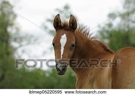 Stock Photography - Arabian thoroughbred, chestnut foal. Fotosearch