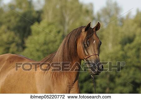 Arabian thoroughbred, chestnut mare with show halter View Large Photo Image Stock Image - Arabian thoroughbred, chestnut mare with show halter. Fotosearch