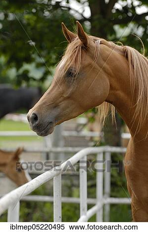 Arabian thoroughbred, chestnut mare View Large Photo Image Stock Photography - Arabian thoroughbred, chestnut mare. Fotosearch