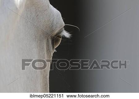 Arabian thoroughbred, eye of a grey mare View Large Photo Image Stock Image - Arabian thoroughbred, eye of a grey mare. Fotosearch