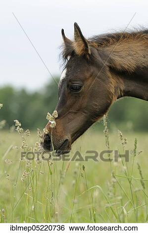 Arabian thoroughbred, filly costs grass on a pasture View Large Photo Image Stock Photograph - Arabian thoroughbred, filly costs grass on a pasture. Fotosearch